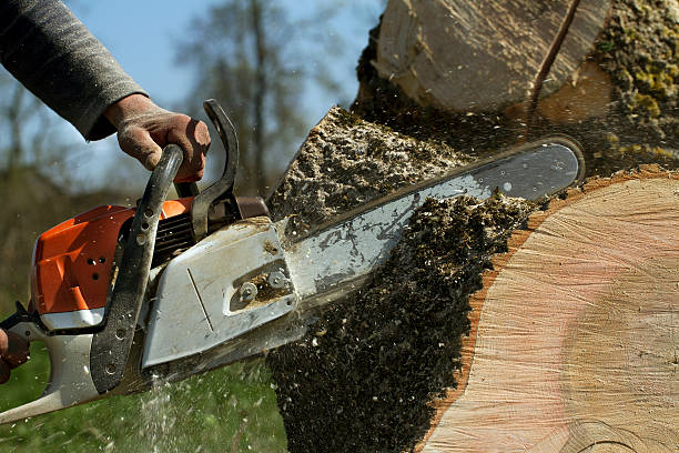 Best Hazardous Tree Removal  in Bolivar, OH